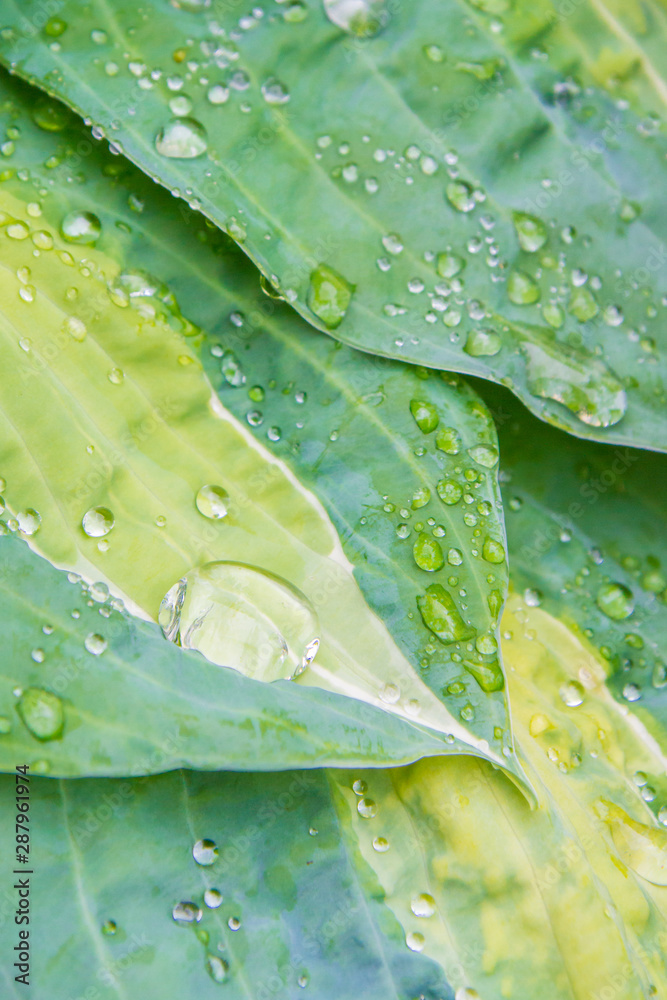 Obraz premium Raindrops and dew on the green leaves of the plant