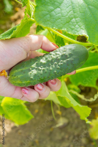 Woman s hand removes a cucumber from a branch in the greenhouse