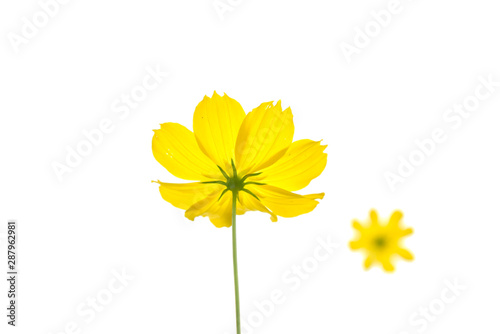 Cosmos flower blooming isolated on white background