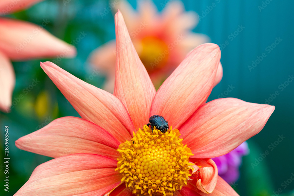 Fototapeta premium Beetle on a beautiful pink color
