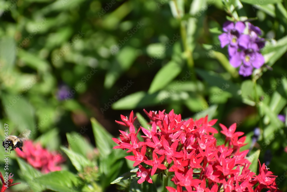 Flowers in garden with a bumble bee in flight Flowers in garden with a bumble bee in flight