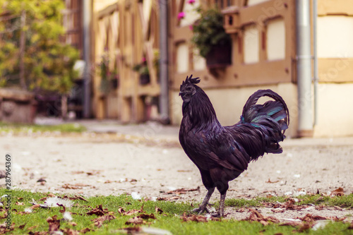 black rooster on the farm, side view © Roman