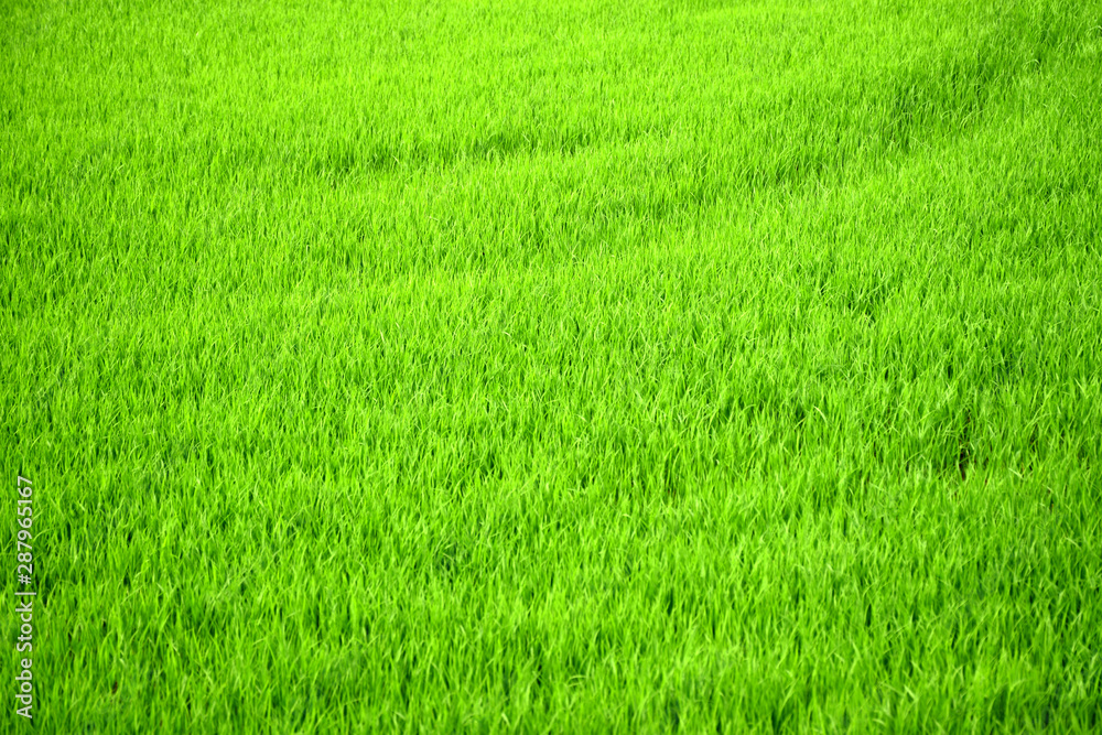 Green rice fields beautiful landscape for background