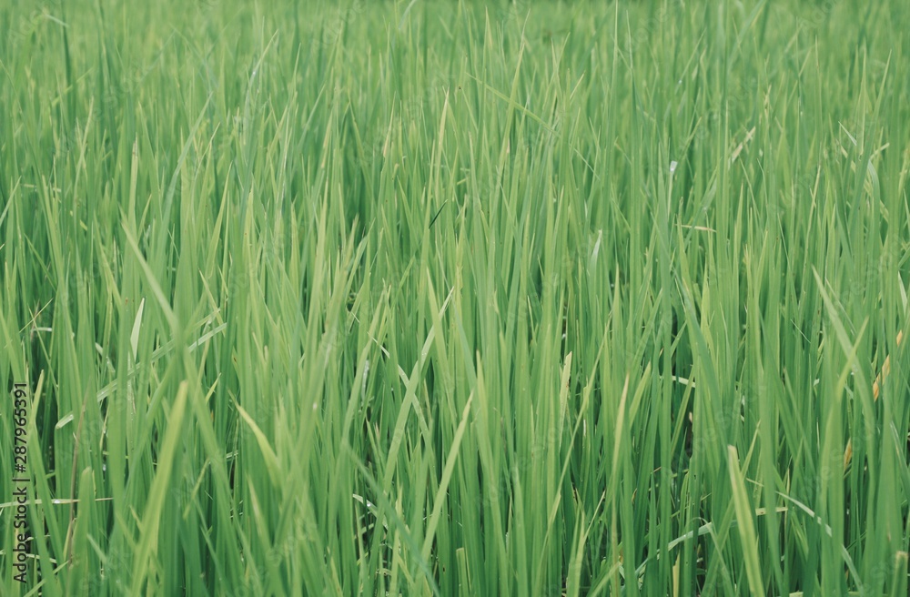 green wheat field of grass