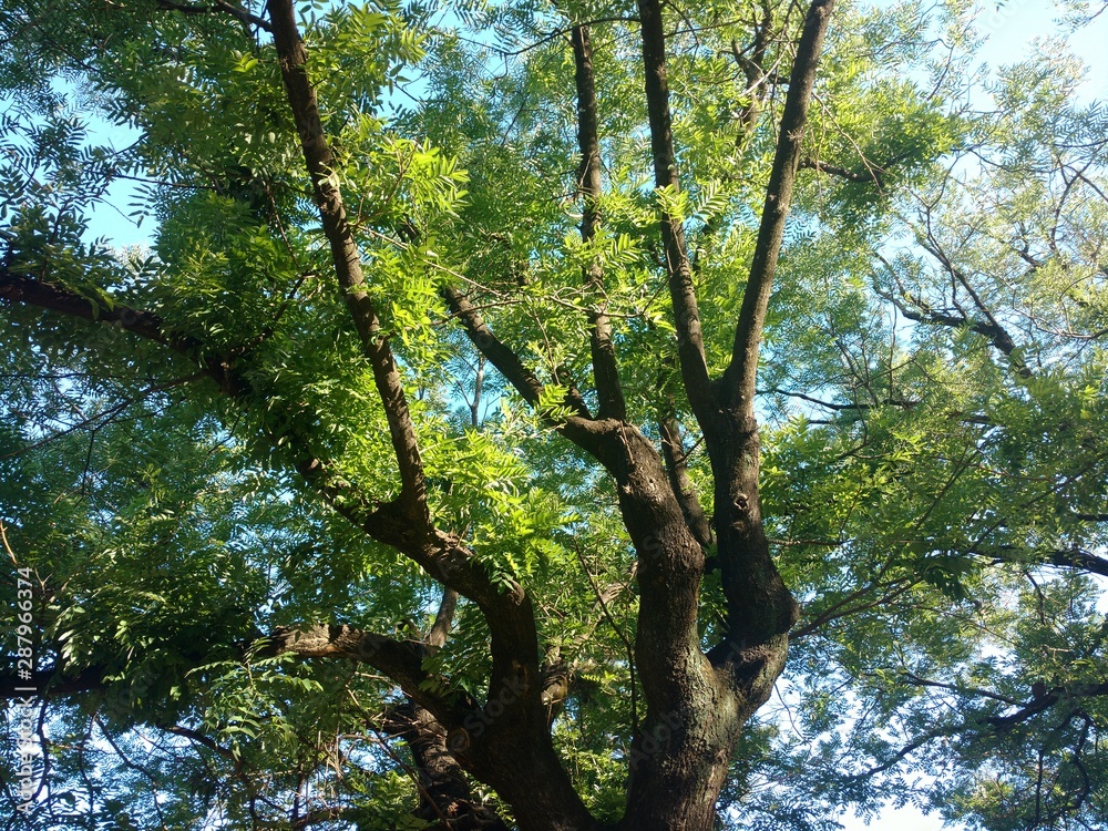 Fototapeta premium Árbol en el parque