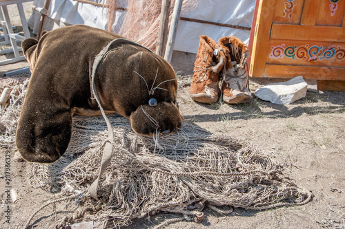 The toy seal is entangled in the net and lies on the ground. The yurt has brown fur boots. Traditional Baikal boots. photo