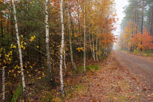 Fototapeta Naklejka Na Ścianę i Meble -  Droga wśród jesiennych liści