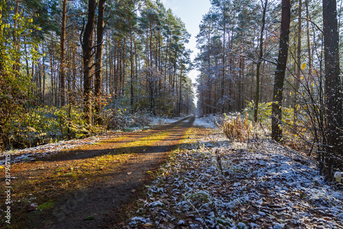 Fototapeta Naklejka Na Ścianę i Meble -  Zimowa leśna droga