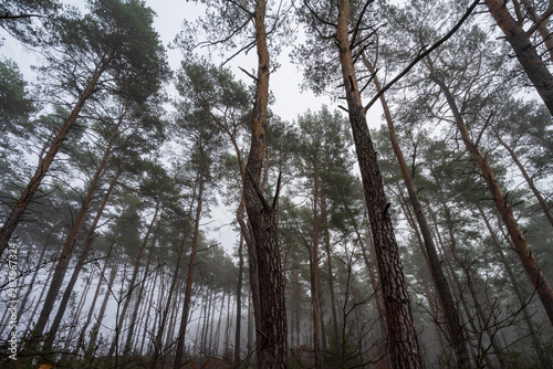 Fototapeta Naklejka Na Ścianę i Meble -  Drzewa w lesie