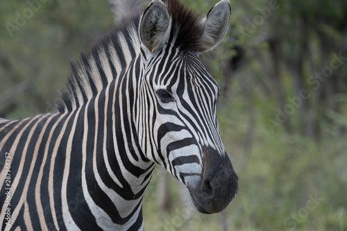 Zebra  equus quagga  in grassland in the Timbavati Reserve  South Africa