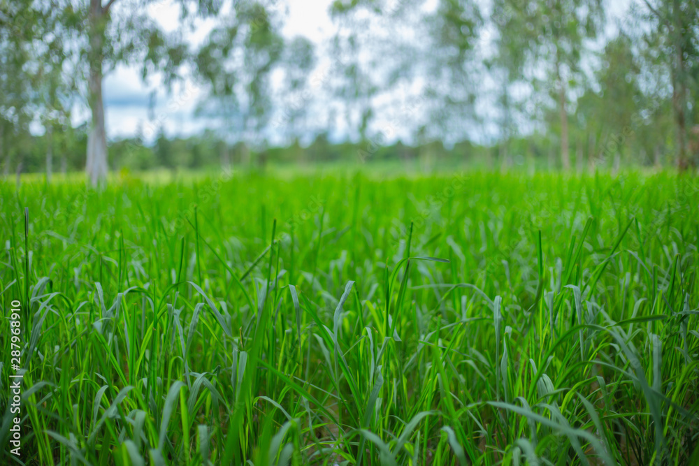 Fototapeta premium Rice plants in the field grow, picture of a green rice plant contrasting with the sky and trees on the rice field.
