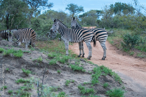 Zebra (equus quagga) in grassland in the Timbavati Reserve, South Africa