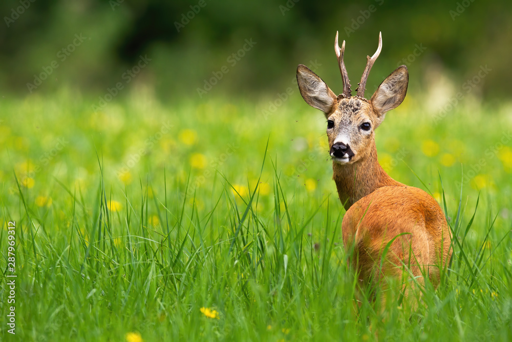 Roe deer, capreolus capreolus, buck looking behind on a green meadow with blooming yellow wildflowers in summer with copy space. Wild deer animal in fresh nature with blurred background. Roe deer, capreolus capreolus, buck looking behind on a green meadow with blooming yellow wildflowers in summer with copy space. Wild deer animal in fresh nature with blurred background.