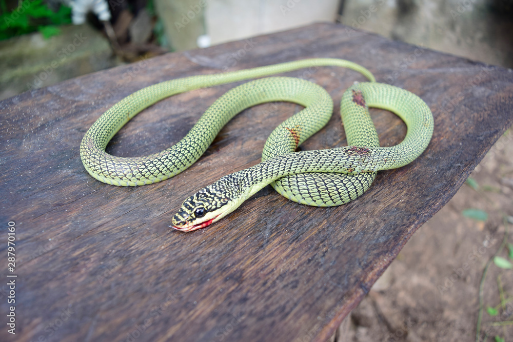 Fototapeta premium Red-tailed Green Ratsnake
