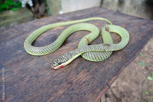 Red-tailed Green Ratsnake