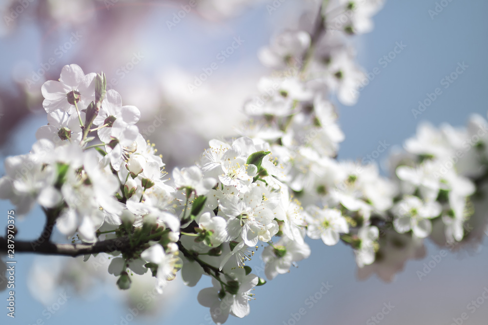 white flowers of spring