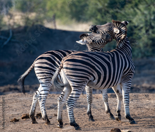 Zebras  Equus quagga  fighting in grassland in the Madikwe Reserve  South Africa