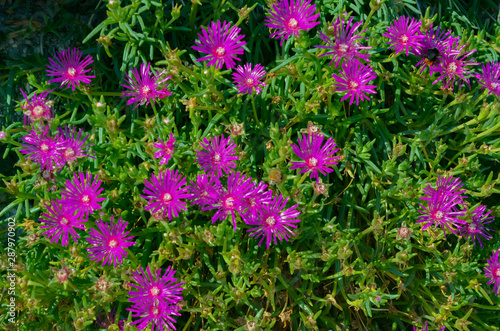 purple flowers in the garden