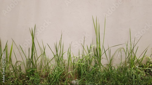 locked plate shot long grass with alpha channel UHD 25fps photo