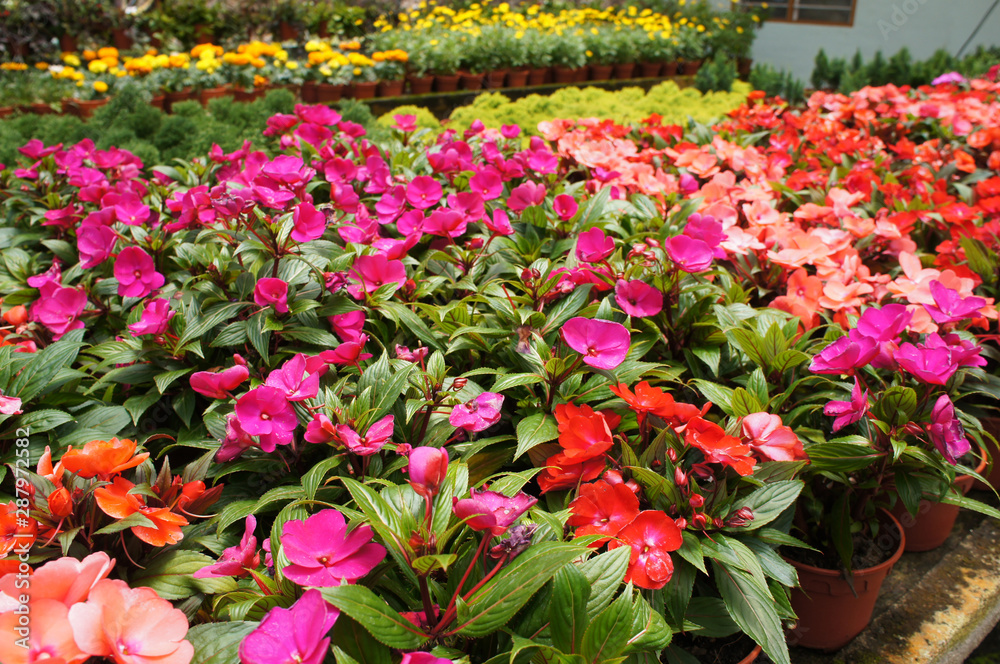 Varieties of impatiens flowers are planted in the plant nursery and are blooming.