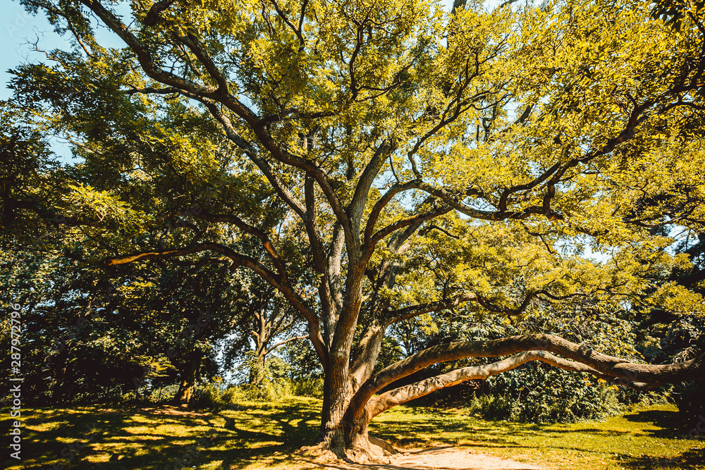 Fototapeta premium tree central park