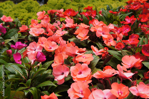 Varieties of impatiens flowers are planted in the plant nursery and are blooming.