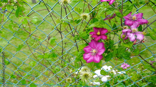 Clematis (Ranunculaceae) Delicate, pink flowering climber, climbs up a chain link fence. photo