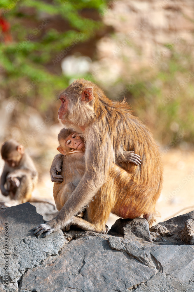 Obraz premium Mother monkey (Rhesus macaque) hugging her baby with another young monkey in the background