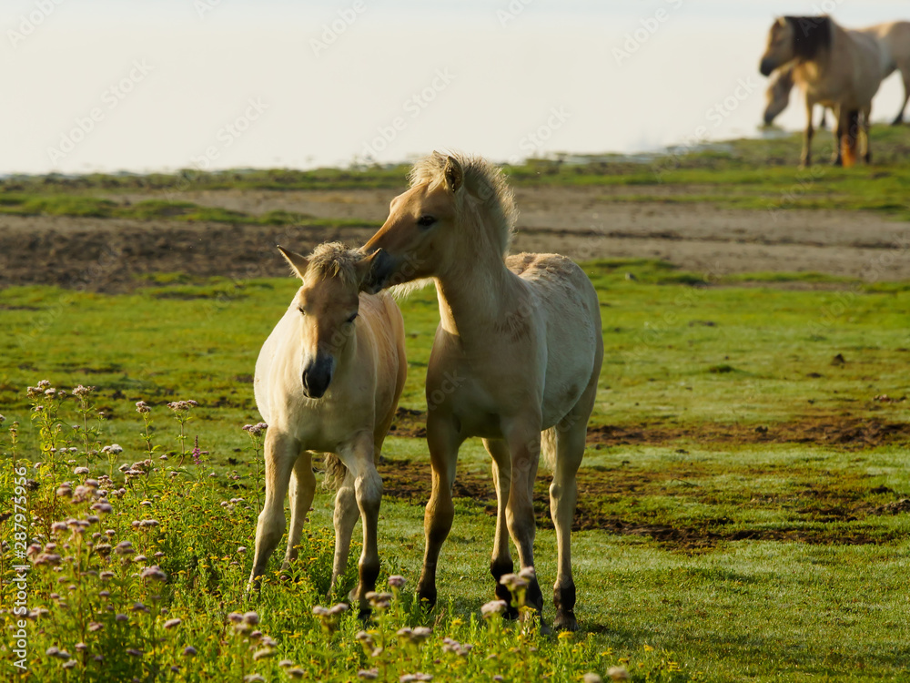 horse on the foals cuddle each other background mother grass en water horse on the foals cuddle each other background mother grass en water