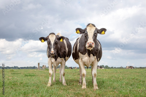 Two black and white cows, holstein friesian, standing in a pasture under a blue sky and a faraway straight horizon.