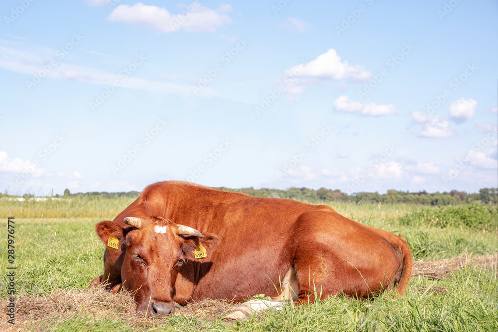  Cow lying sleeping curled up in the grass, breed 
