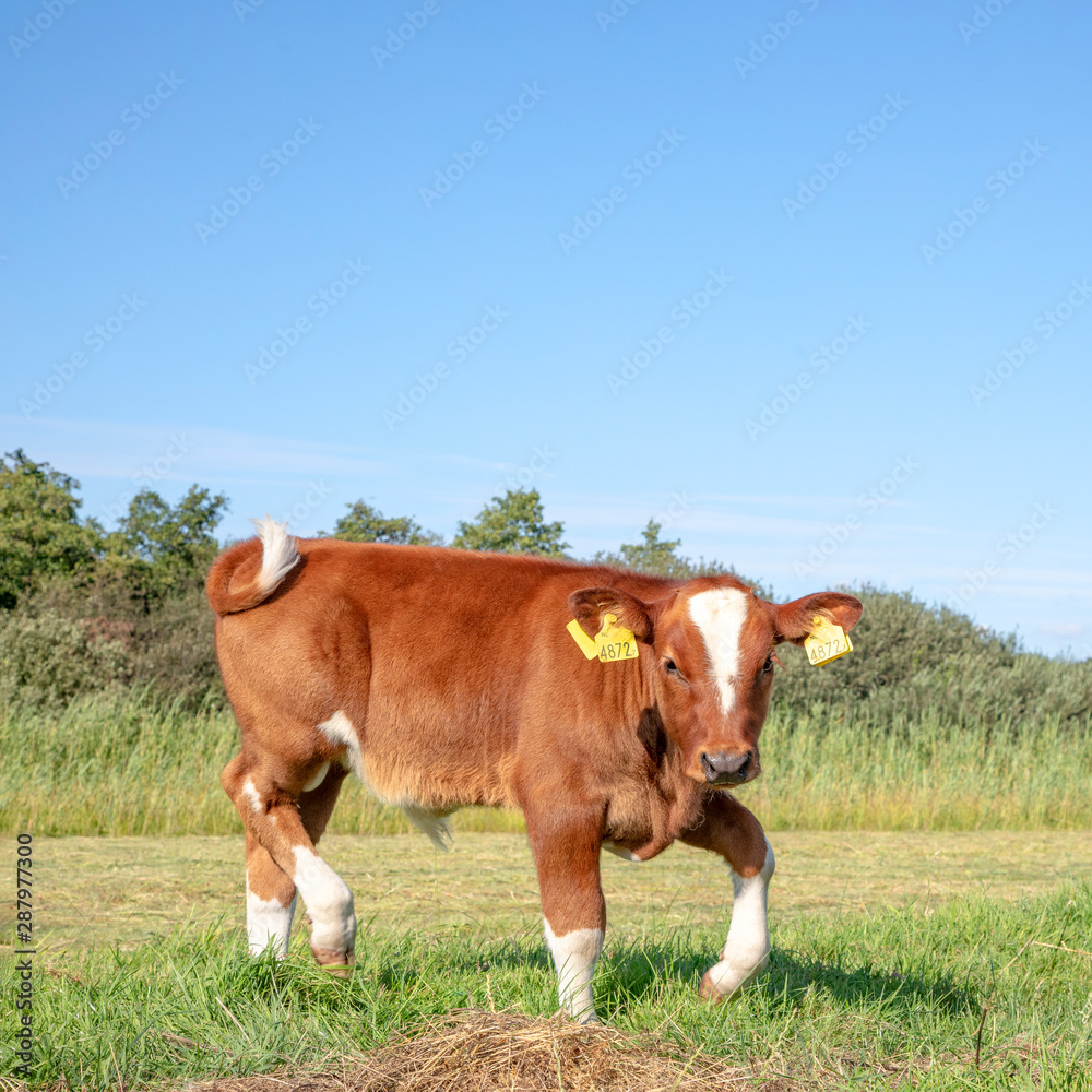 Dear newborn deep-red calf, bull, is playful attacking in a meadow, full body, a dutch heritage cattle breed. Dear newborn deep-red calf, bull, is playful attacking in a meadow, full body, a dutch heritage cattle breed.