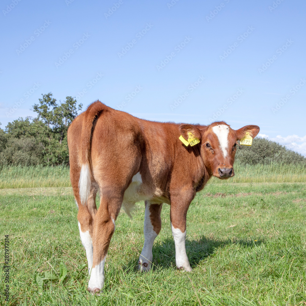 Newborn dinky deep red calf stands touching in the grass in a meadow, full body, looking backwards. Newborn dinky deep red calf stands touching in the grass in a meadow, full body, looking backwards.