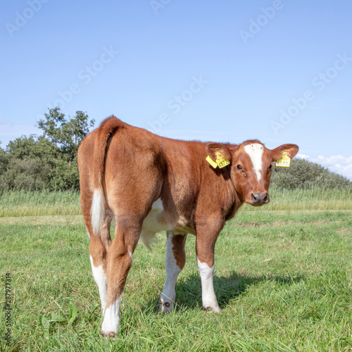 Newborn dinky deep red calf stands touching in the grass in a meadow, full body, looking backwards.