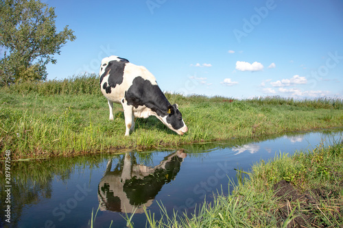 Drinking cow, reflection in a ditch, in a typical Dutch landscape of flat land and water and at the horizon a blue sky with clouds.