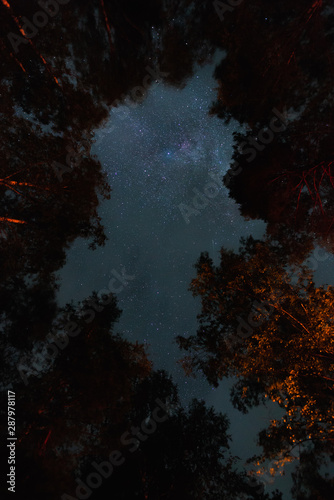 Bottom view of the starry sky with the milky way in the night forest © dmitriydanilov62
