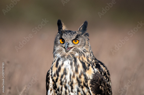 Portrait of an Eurasian Eagle Owl (Bubo bubo)