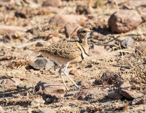 Double-banded Courser photo