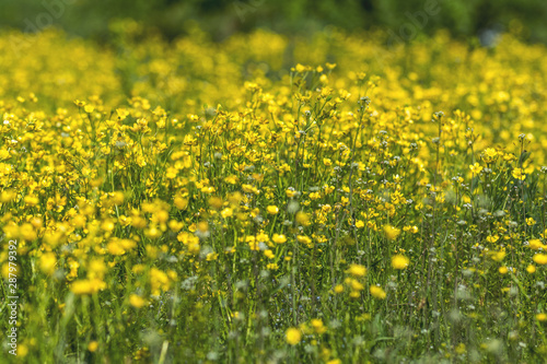 Yellow Ranunculus acris on the Spring Sunny Lawn