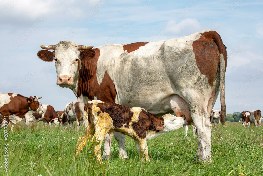 Montbeliarde calf, drinks milk from the udder, with milk froth on its face, from his suckling mother cow.