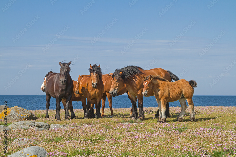 Fototapeta premium Pferdeherde im Naturreservat Morups Tange