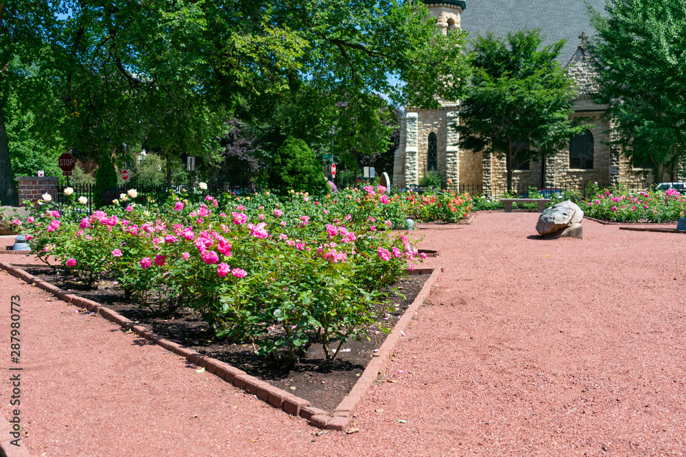 Roses and Path at the Merrick Rose Garden in Evanston Illinois	
