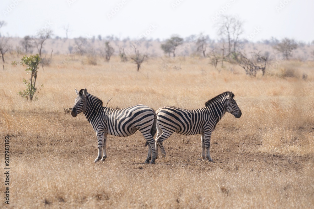 Naklejka premium zebra in Kruger National park