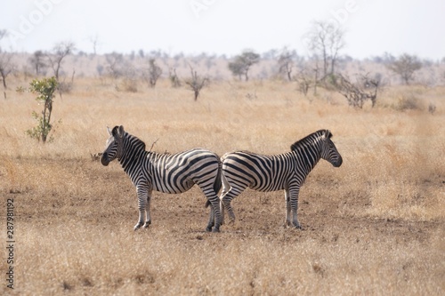 zebra in Kruger National park
