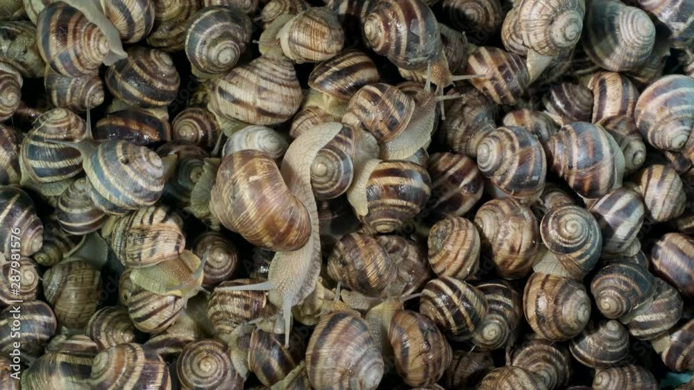 Background of live snails. Snail in the center is in camera focus. Top view – 4K / 60fps Background of live snails. Snail in the center is in camera focus. Top view – 4K / 60fps