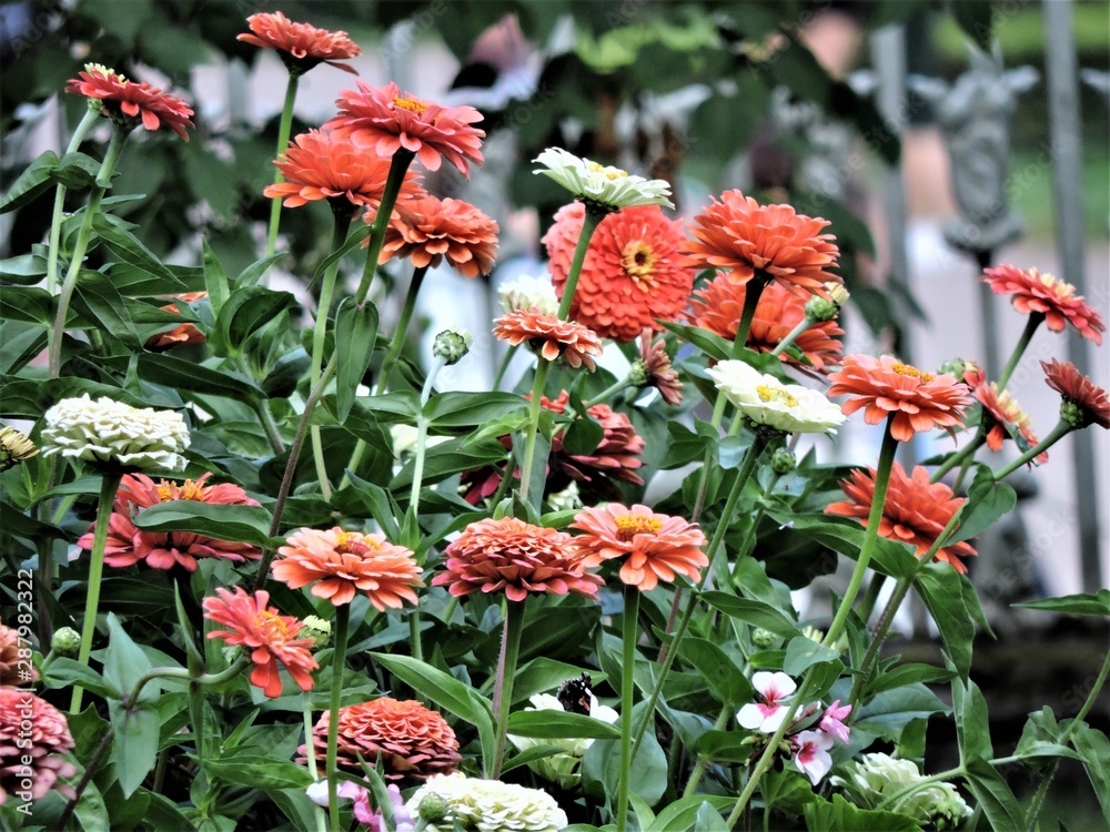 red flowers in the garden