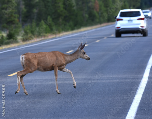 Photography Mule Deer Crossing the Road