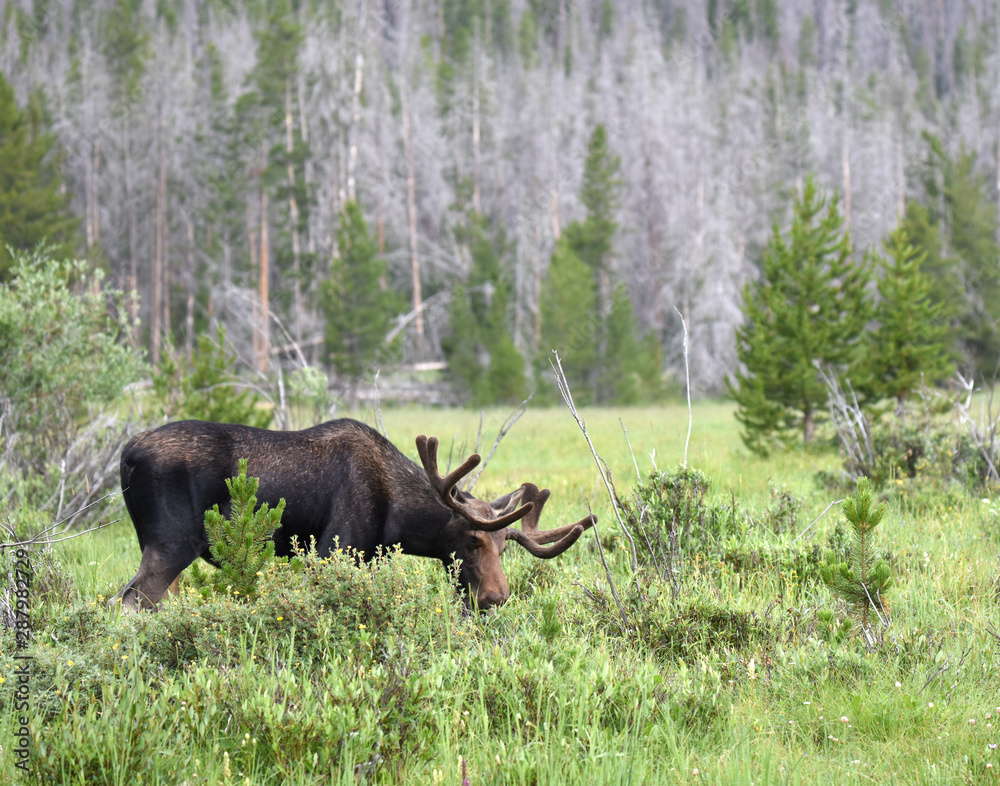 Moose in the Rocky Mountains Moose in the Rocky Mountains