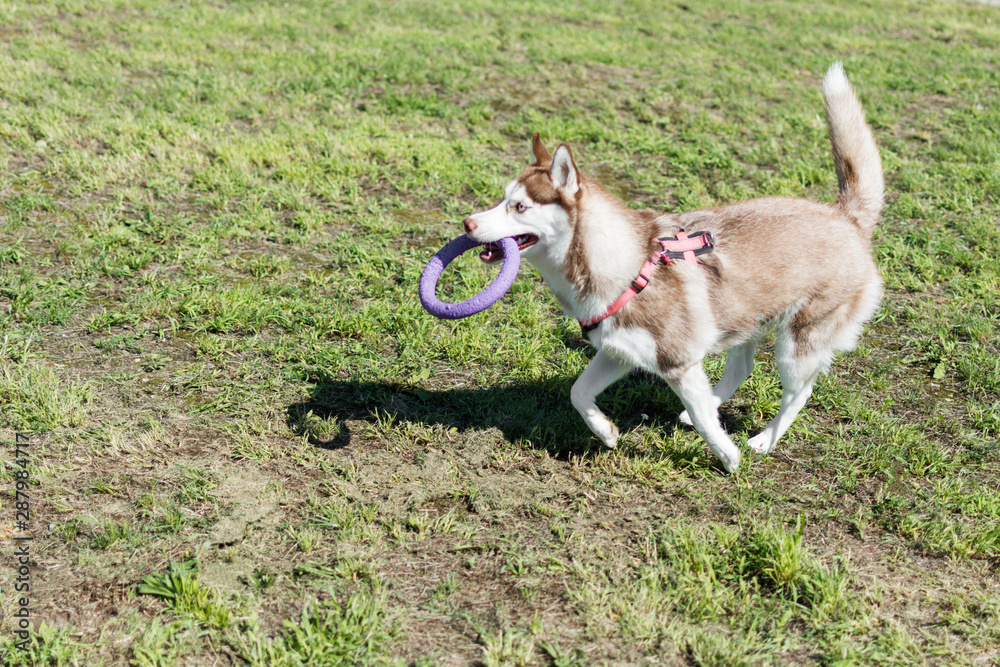 Man playing tug-of-war game with husky dog and puller toy outdoor in a sunny day.