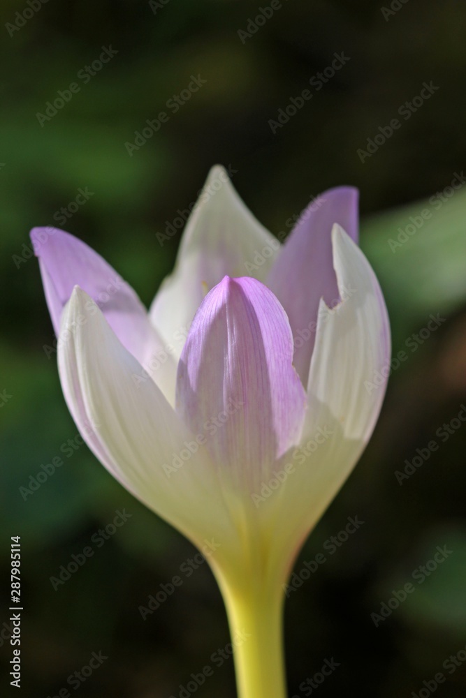 Blühende Herbstzeitlose (Colchicum autumnale) Blühende Herbstzeitlose (Colchicum autumnale)